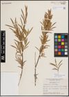 Foto von Salix exigua subsp. interior (Rowlee) Cronquist